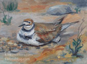Kildeer nesting oil painting from life by Karen Winters